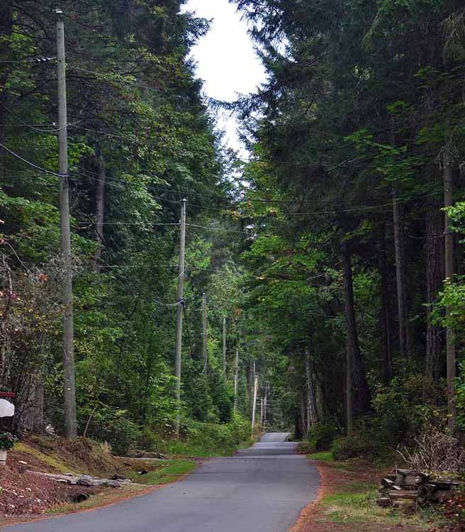 tree-lined street